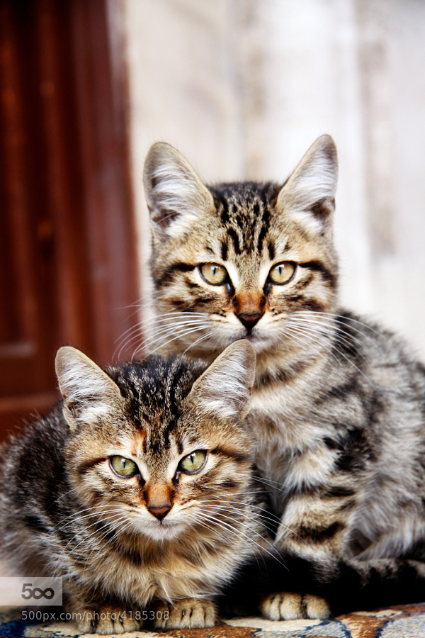 Double Pack, by Harald Wagener - 600px