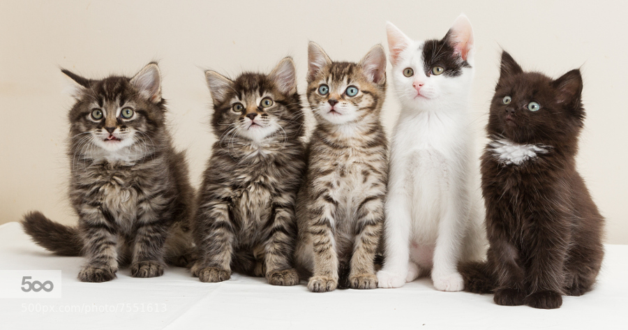 Five Little Kittens, by John McGibbon - 900px