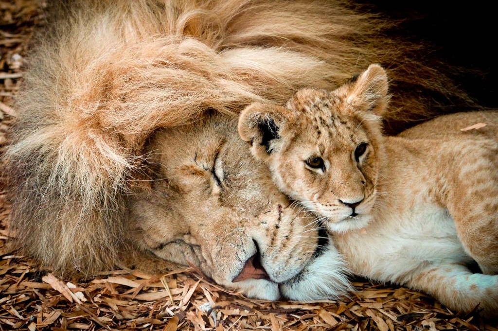 Lion & Cub