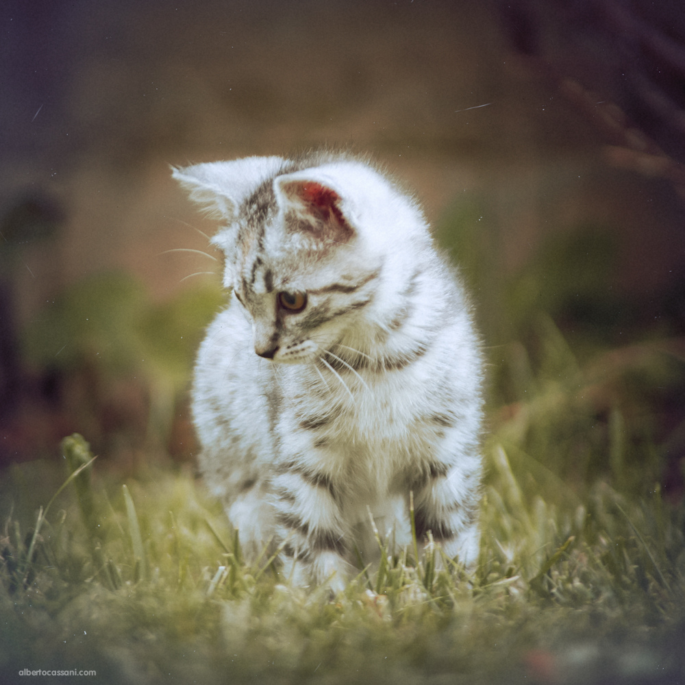 Fluffy Little Bia by Alberto Cassani