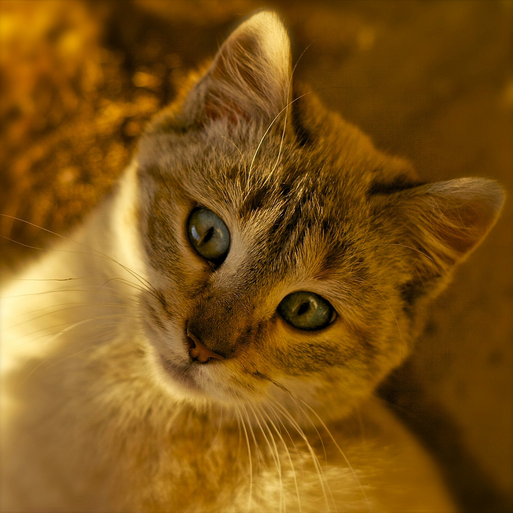 portrait de chat